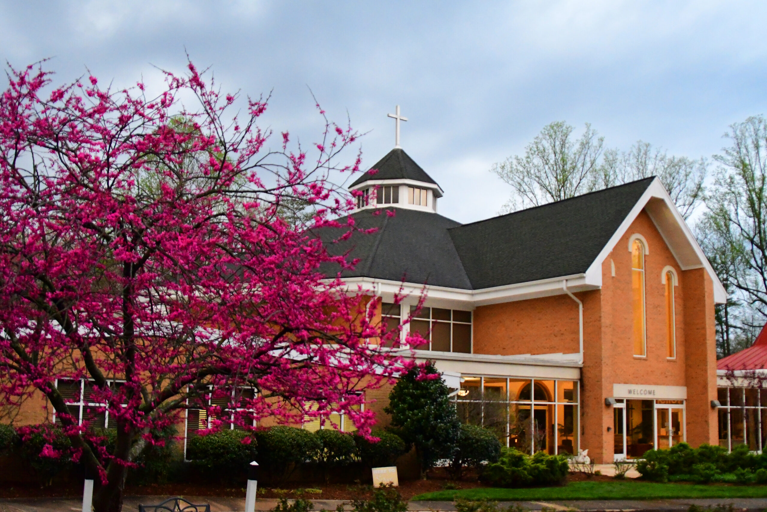 Redbud tree blooming outside of church